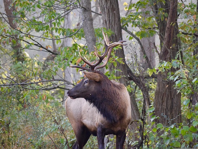 Discover North Carolina: Your Ultimate Travel Guide to Nature, History, and Local Delights