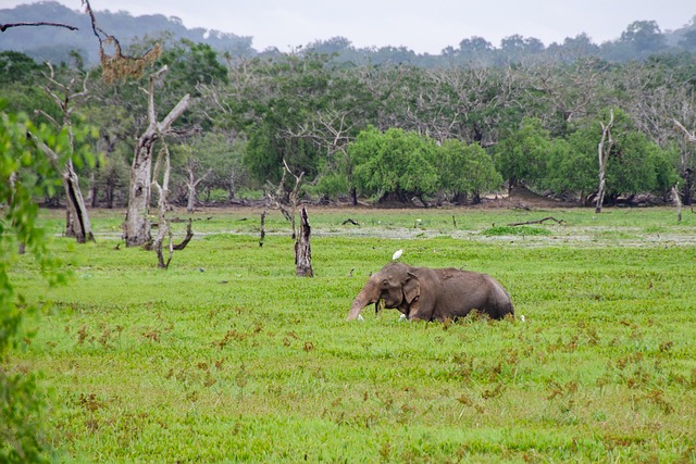 Sandy Shores: Discovering the Best Beaches of Sri Lanka for Sun, Surf, and Serenity