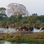 Explore the Best Beaches in Sri Lanka: Sun-Kissed Shores and Tropical Paradise Await