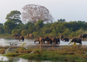 Explore the Best Beaches in Sri Lanka: Sun-Kissed Shores and Tropical Paradise Await