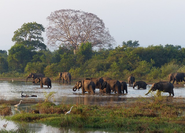 Explore the Best Beaches in Sri Lanka: Sun-Kissed Shores and Tropical Paradise Await