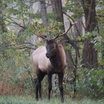 North Carolina Adventures: Your Guide to Exploring Scenic Wonders and Vibrant Local Culture