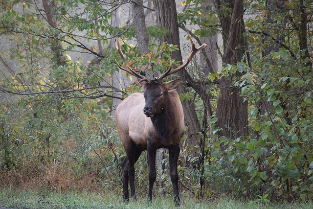 North Carolina Adventures: Your Guide to Exploring Scenic Wonders and Vibrant Local Culture