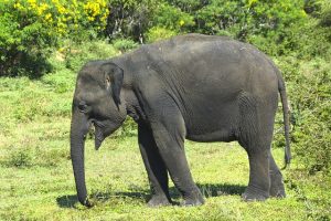 Paradise Found: Explore the Best Beaches in Sri Lanka for Sun, Surf, and Serenity