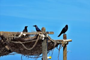 Sandy Paradises: Explore Sri Lanka's Best Beaches for Sun, Surf, and Serenity