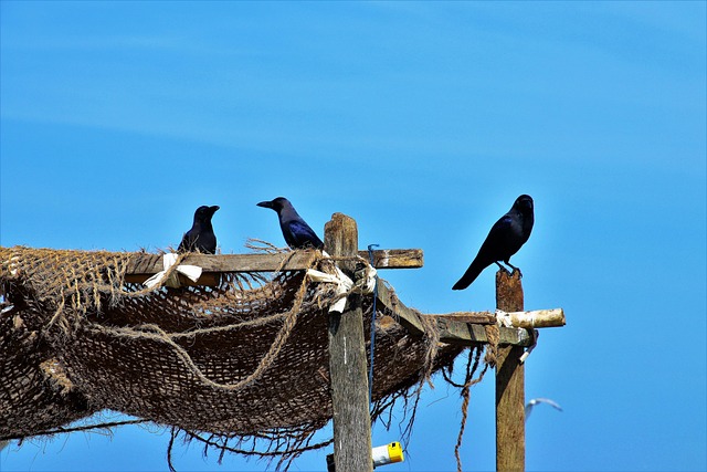 Sandy Paradises: Explore Sri Lanka's Best Beaches for Sun, Surf, and Serenity